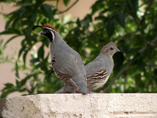 Male and female Gambel’s quail are sexually dimorphic and have somewhat different appearances